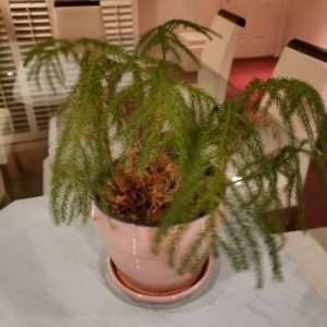***CLAIMED - M&A Robinson *** Fern plant in nice ceramic planter